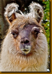 LamasPortraitsHome3
