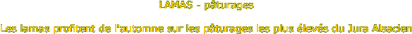 LAMAS - p�turages