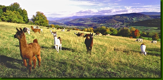LamasPanorama00