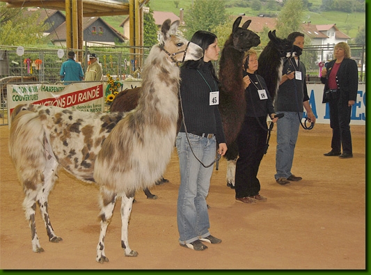 LamasShow010a