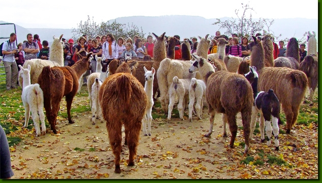 LamasVisites04