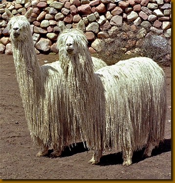 AlpakasSuri001