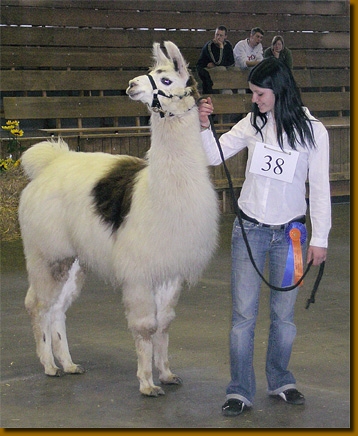 LamasClassiques008