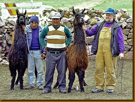 LamasIndios032