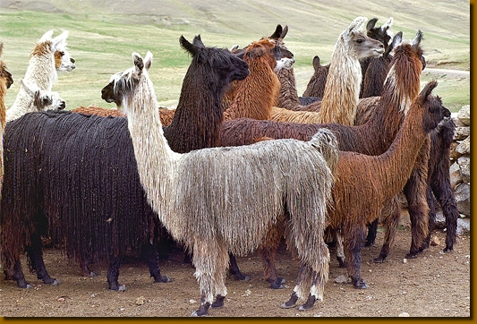 LamasSuri002