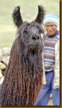 LamasSuri003