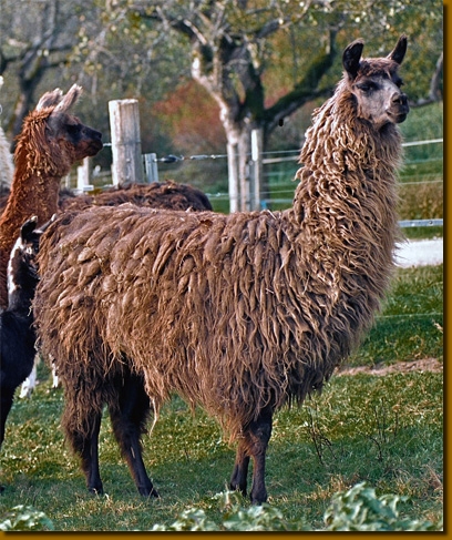 LamasWooly009