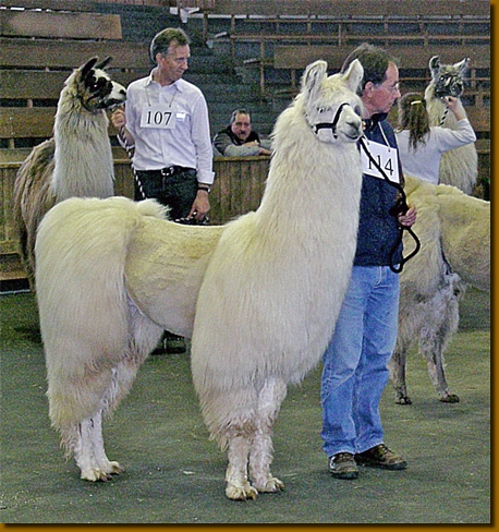 LamasWooly010