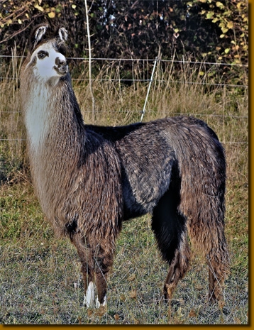 LamasWooly011
