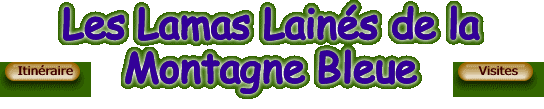 Les Lamas Lain�s de la