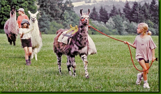 LamasRheaTrek00A