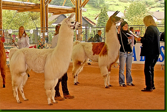 LamasShows01A