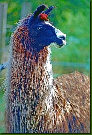 LamastutenArica01