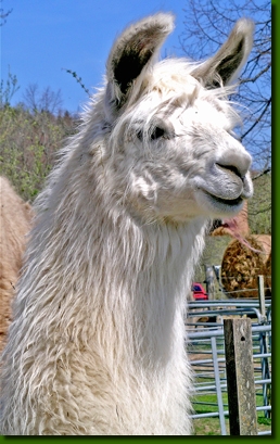 LamastutenLokitaP2
