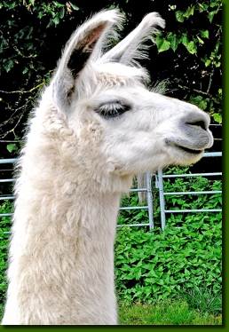 LamastutenLokitaP4