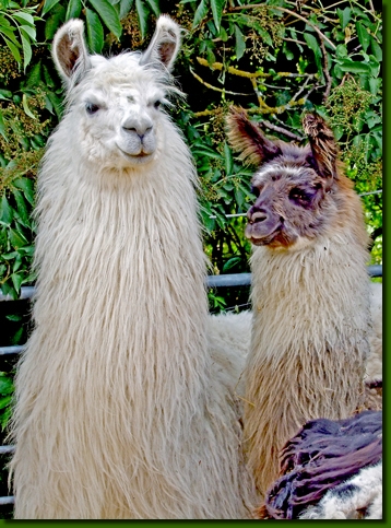 LamastutenLokitaP5