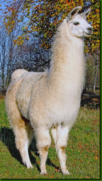 LamastutenLokita02