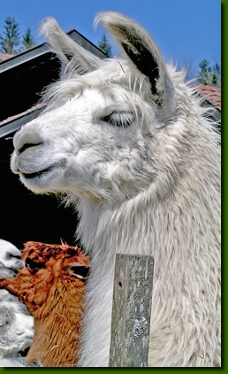 LamastutenLokitaP6