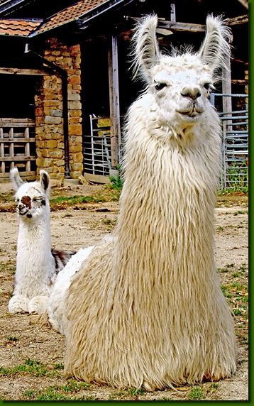 LamastutenLuba01
