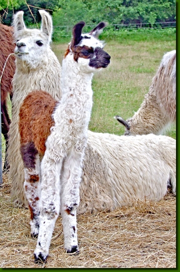 LamastutenLuba05