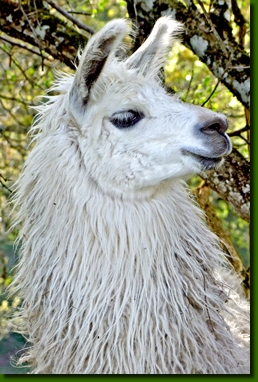 LamastutenLubaP3