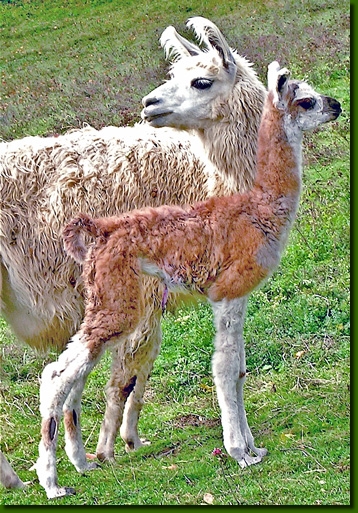 LamastutenLubaP5