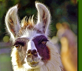LamastutenMosca01