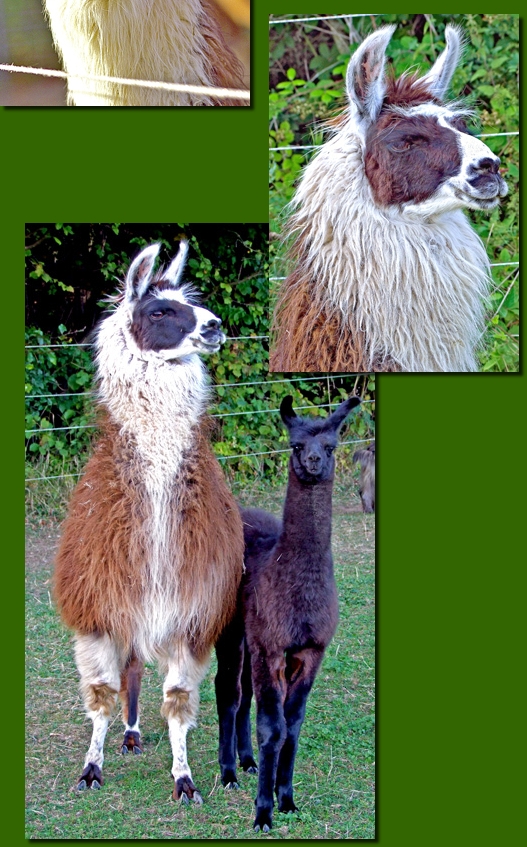 LamastutenMosca01