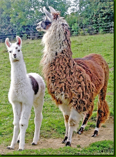 LamastutenMoscaDJ