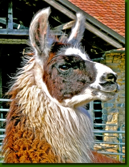 LamastutenMoscaP5