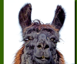 LamastutenRonja01