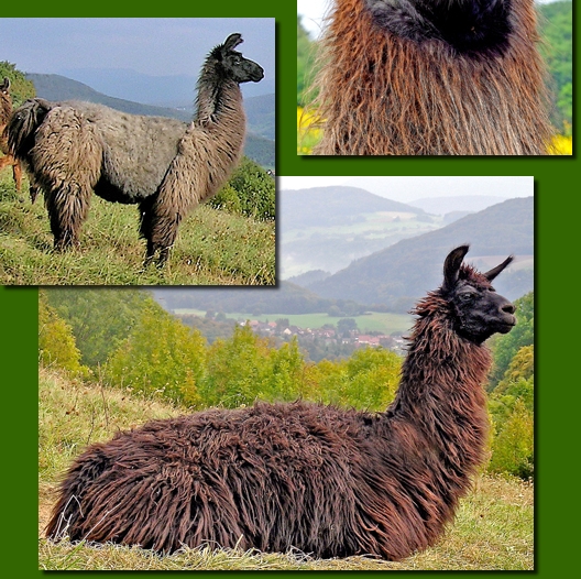 LamastutenRonja01