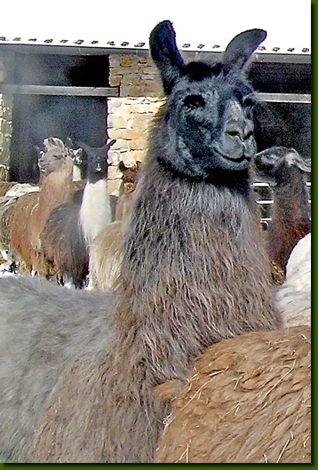 LamastutenRonya05