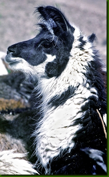 LamastutenVisviri01