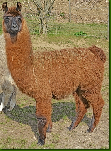 LamastutenYara00b