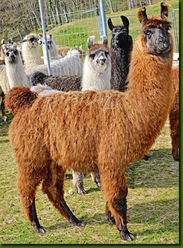 LamastutenYara00