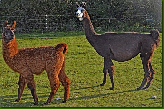 LamastutenYaraM01