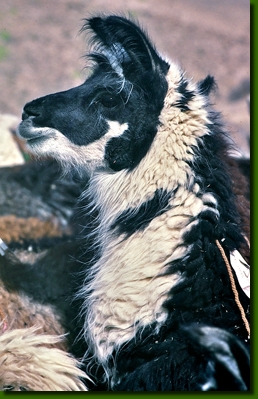 LamahengsteDominoMa