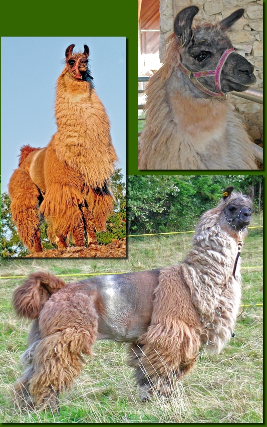 LamahengsteSK01