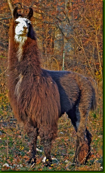 LamahengsteTotti01
