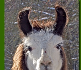 LamahengsteTotti01