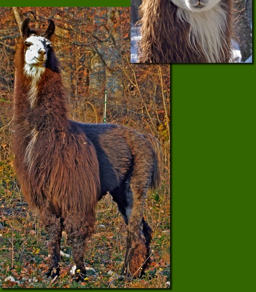 LamahengsteTotti01