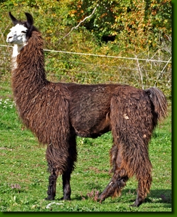 LamahengsteTotti04