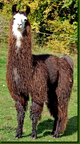 Lamahengstetotti05
