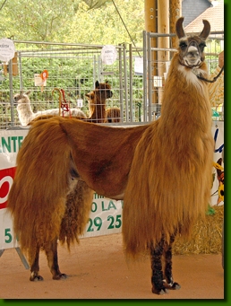 LamahengsteTottiPa
