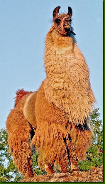 LamahengsteYankeeSK