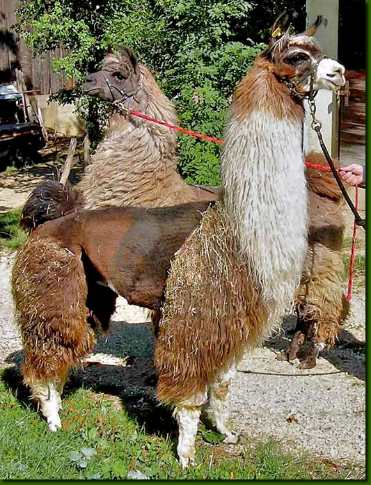 LamahengsteYankeeSK