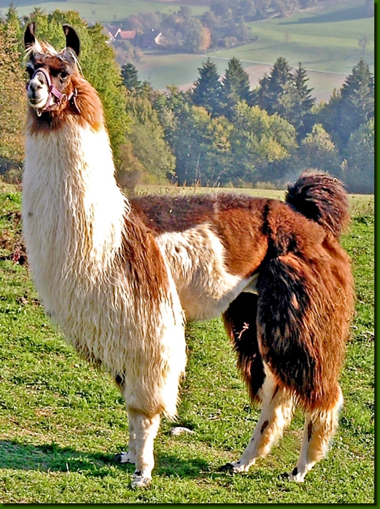 LamahengsteYankee01