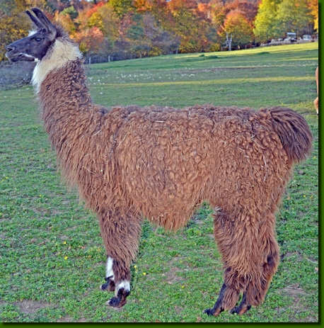 LamaHengstLogan01