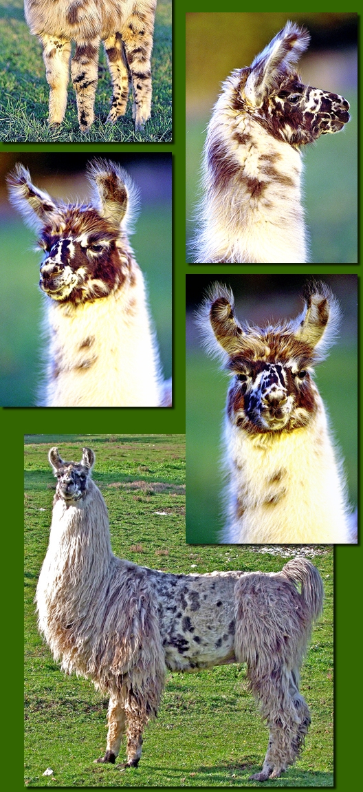 LamahengstYawo02